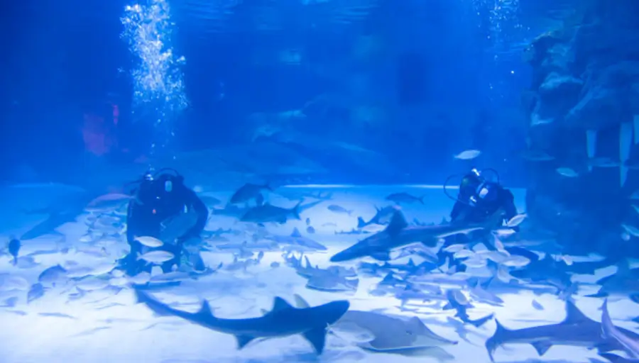 Antalya Aquarium & Muzeum Face2Face photo 11