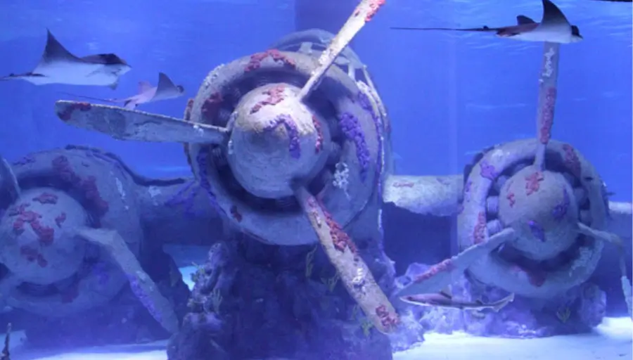 Antalya Aquarium & Muzeum Face2Face photo 6