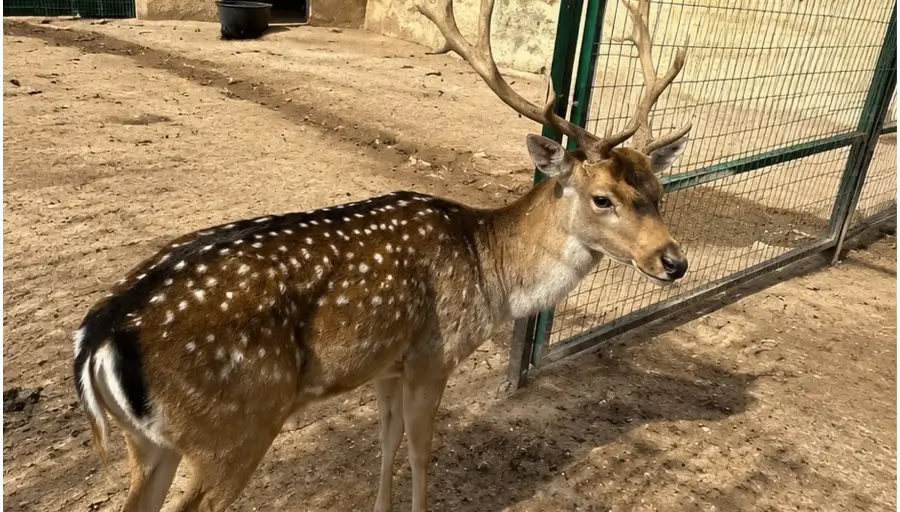 Green Canyon & Zoo – A Family Adventure photo 13